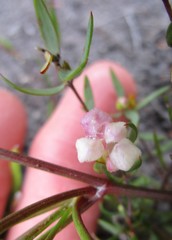 Lachnaea burchellii