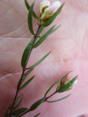 Lachnaea burchellii
