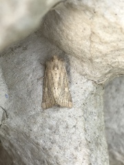 Photedes fluxa