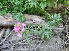 Sidalcea oregana calva