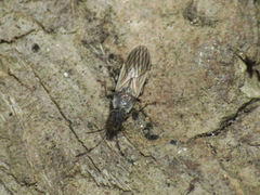 Microplax interrupta