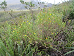 Ursinia trifida