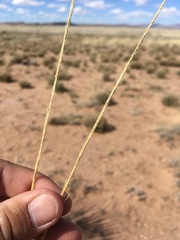 Sporobolus contractus