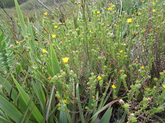 Ursinia trifida