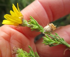 Ursinia trifida