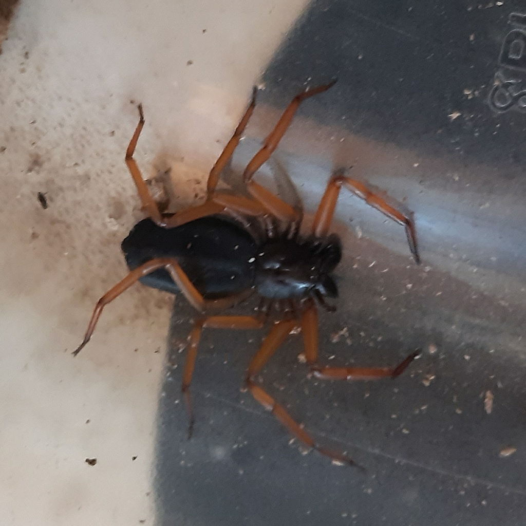 Platyoides pusillus