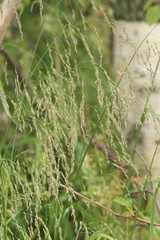 Glyceria arundinacea