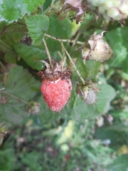 Rubus × loganobaccus