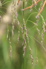 Glyceria arundinacea