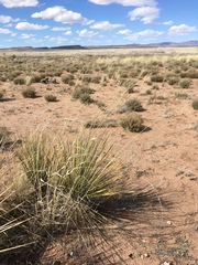 Sporobolus contractus