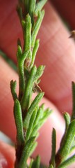 Ursinia trifida