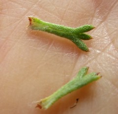 Ursinia trifida