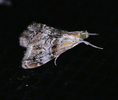 Dicymolomia grisea