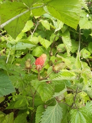 Rubus × loganobaccus