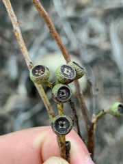 Eucalyptus pulchella