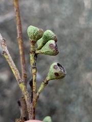 Eucalyptus pulchella