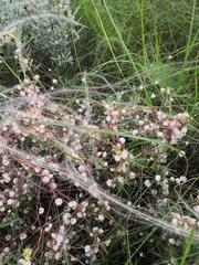 Cuscuta approximata