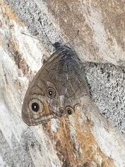 Lasiommata schakra