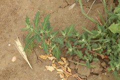 Oxybasis glauca