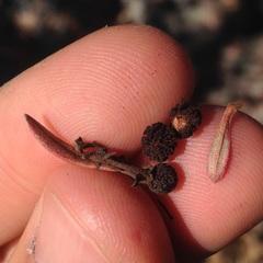 Comarostaphylis polifolia