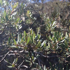 Comarostaphylis polifolia