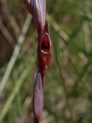Serapias politisii