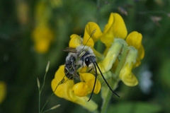 Eucera longicornis