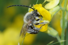 Eucera longicornis