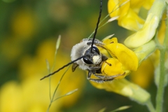 Eucera longicornis