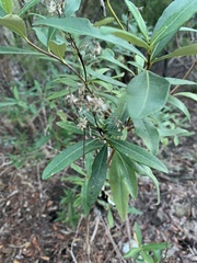 Olearia viscosa