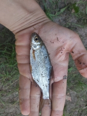Blicca bjoerkna