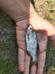 Blicca bjoerkna