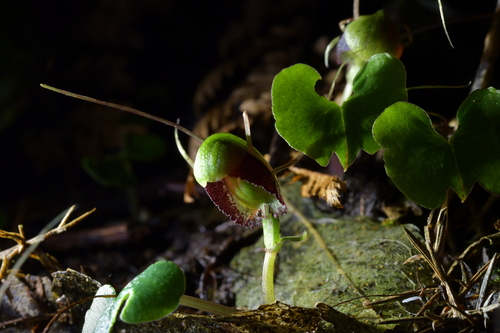 Image of Three-Lobed Spider Orchid (Corybas trilobus) by (c) Christopher Stephens, some rights reserved (CC BY-SA)