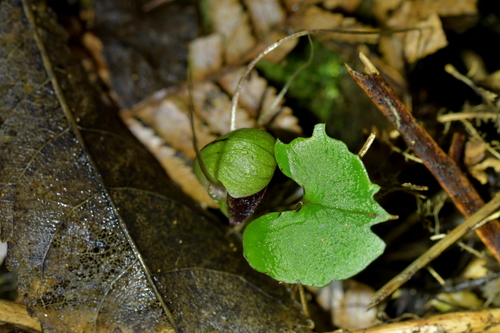 Image of Three-Lobed Spider Orchid (Corybas trilobus) by (c) Christopher Stephens, some rights reserved (CC BY-SA)
