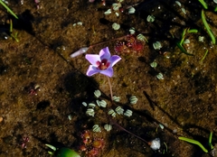 Oxalis oculifera