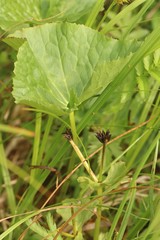 Caltha palustris