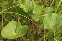 Caltha palustris
