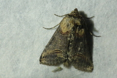 Abrostola tripartita