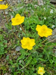Anemonastrum speciosum