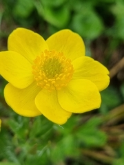 Anemonastrum speciosum
