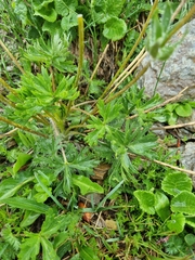 Anemonastrum speciosum