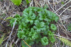 Trollius riederianus