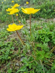 Anemonastrum speciosum