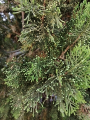 Cupressus sempervirens