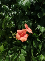 Campsis radicans