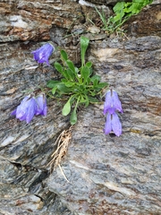 Campanula tridentata