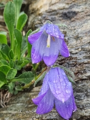 Campanula tridentata
