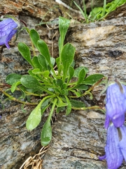Campanula tridentata