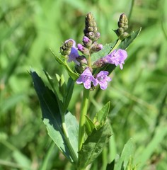 Physostegia parviflora