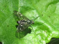 Ibisia marginata